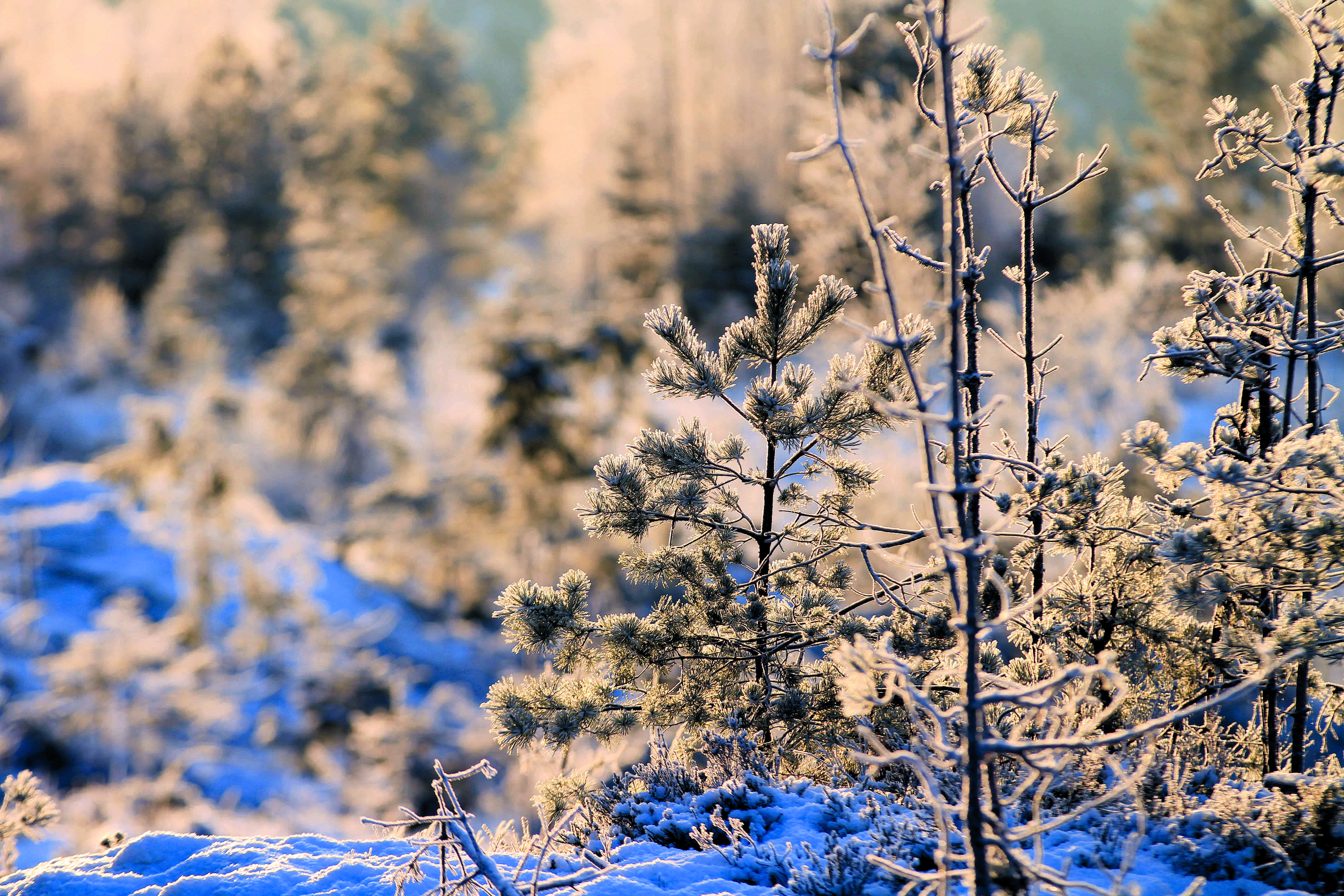 Frost und Feuchtigkeit verleihen dem Waldnachwuchs ein verzückendes Antlitz  © Michael Sänger