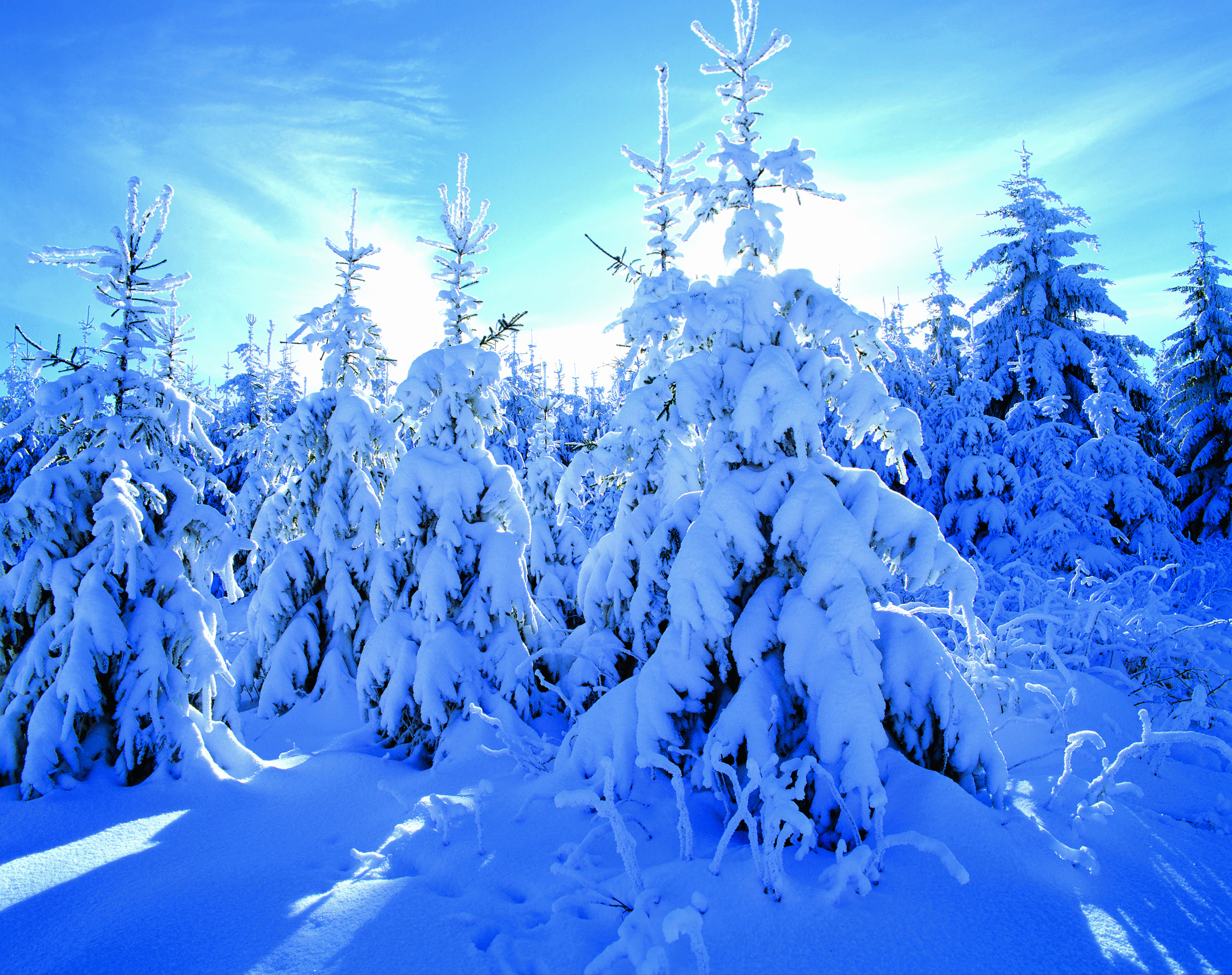 Der Schnee verkleidet den Wald, ganz uneigennützig © Michael Sänger