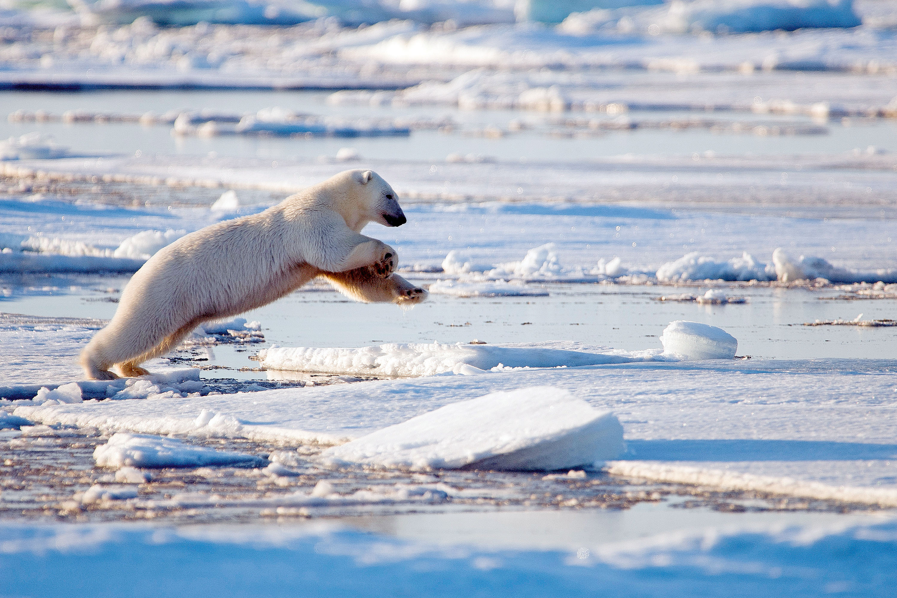 Ein Eisbär im Packeis bei den Sieben Inseln nördlich von Spitzbergen. Die tief stehende Sonne färbt das Eis zartgelb © Klaus-Peter Kappest