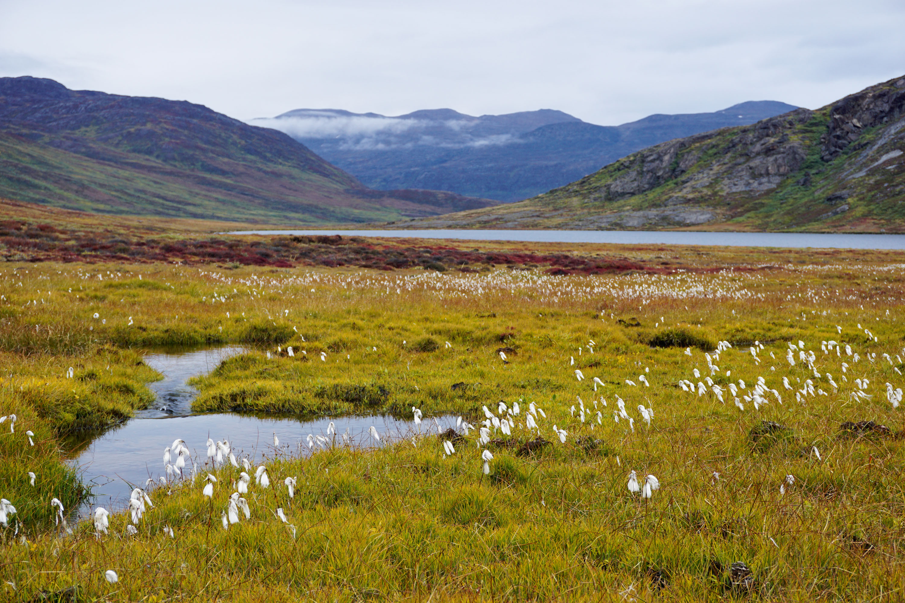 ft säumen Feuchtwiesen mit blühendem Wollgras den Arctic Circle Trail – hier sinddie Kriechweiden noch winzig. © Thorsten Hoyer