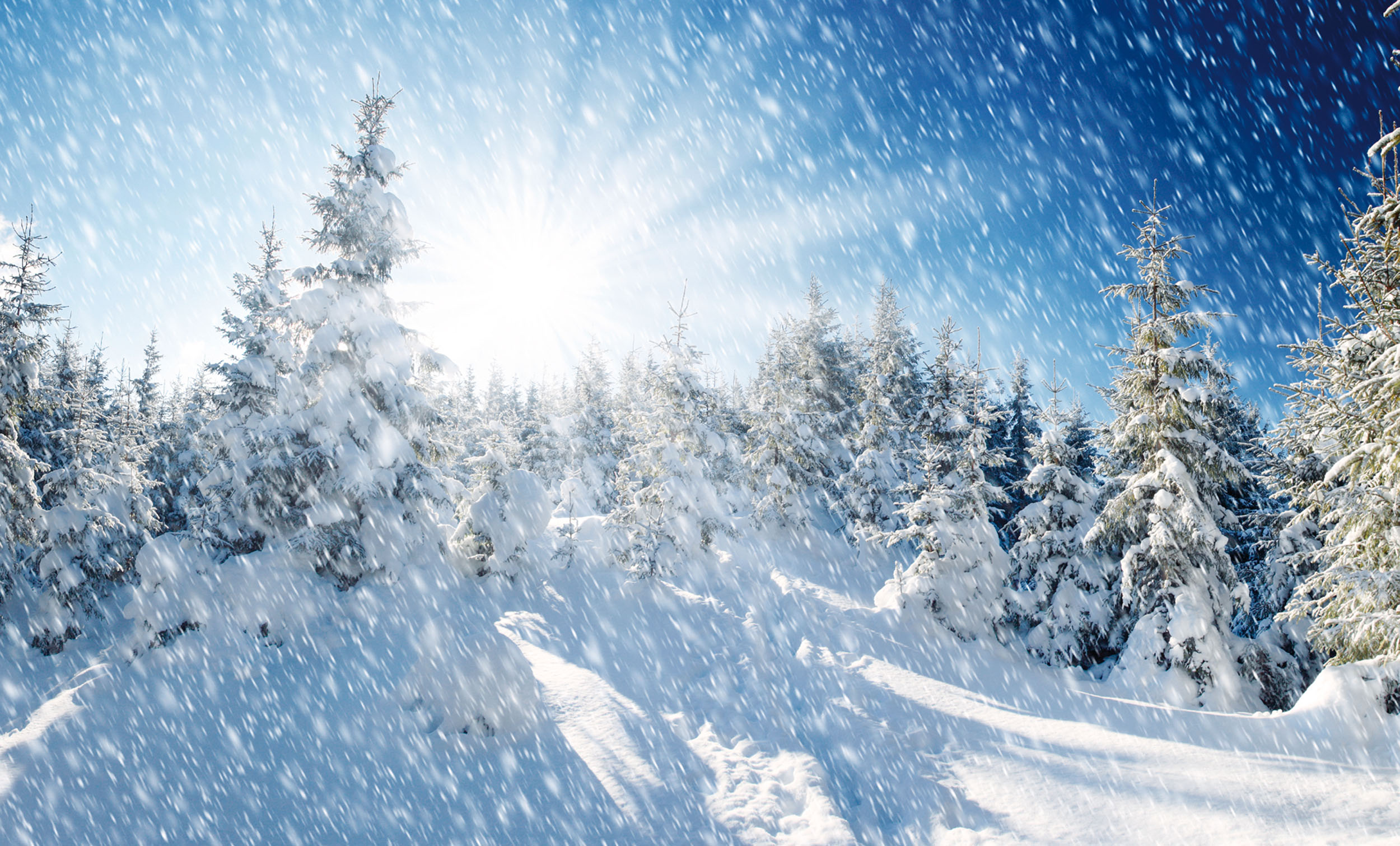 Prachtvoller Winterwald:Millionen Schneekristalle funkeln und glitzern bei jeder Bewegung. © leonid_tit/iStockphoto.com