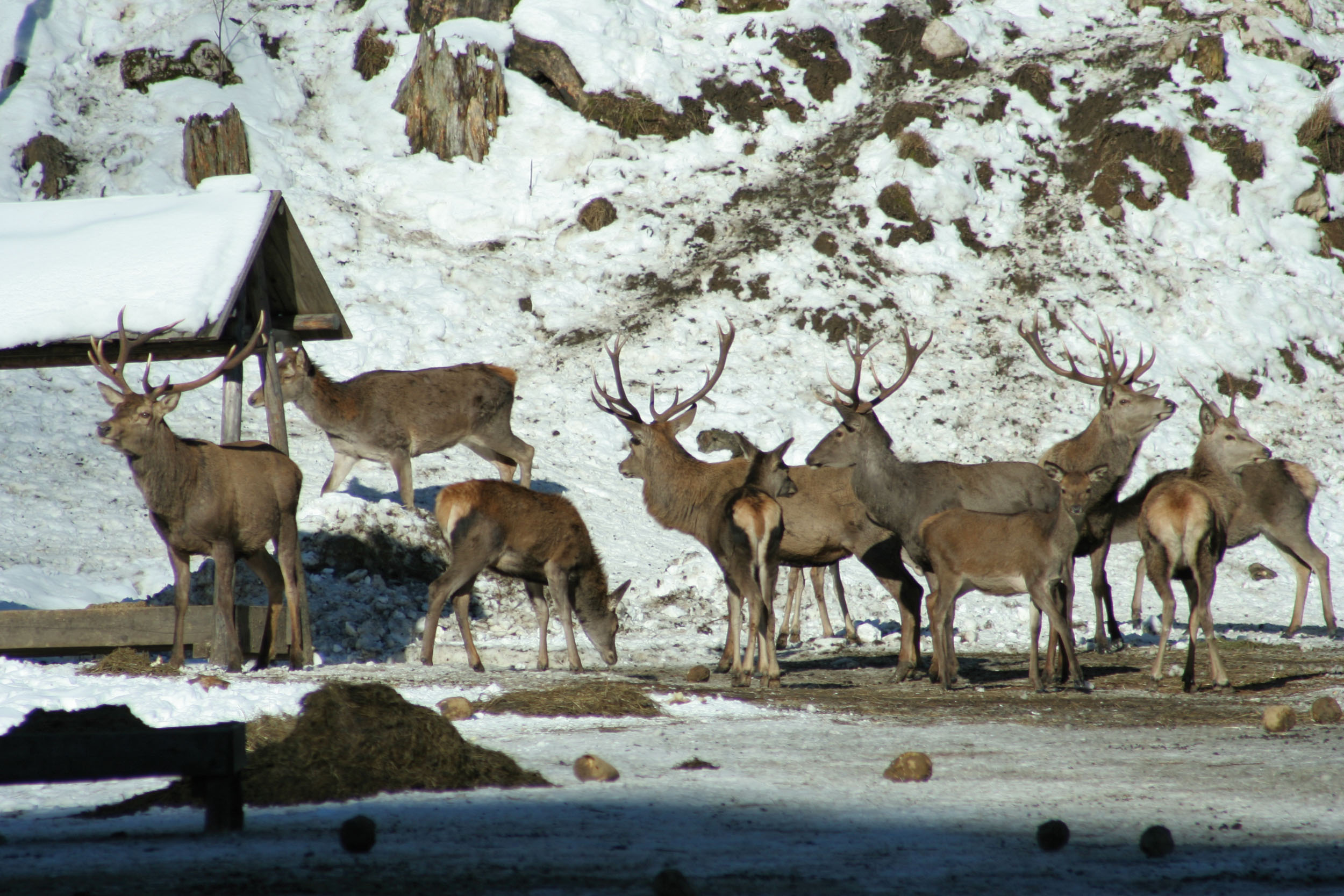 Wildtierbeobachtung © Alpenregion Nationalpark Gesäuse