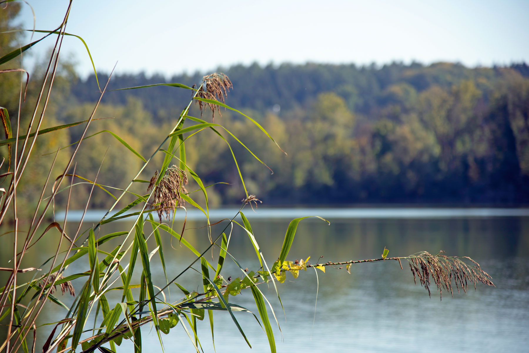 Deckung im Dickicht: Schilf rahmt viele Seen, stellenweise auch die Donau. Darin verstecken sich gern Wasservögel © Beate Wand