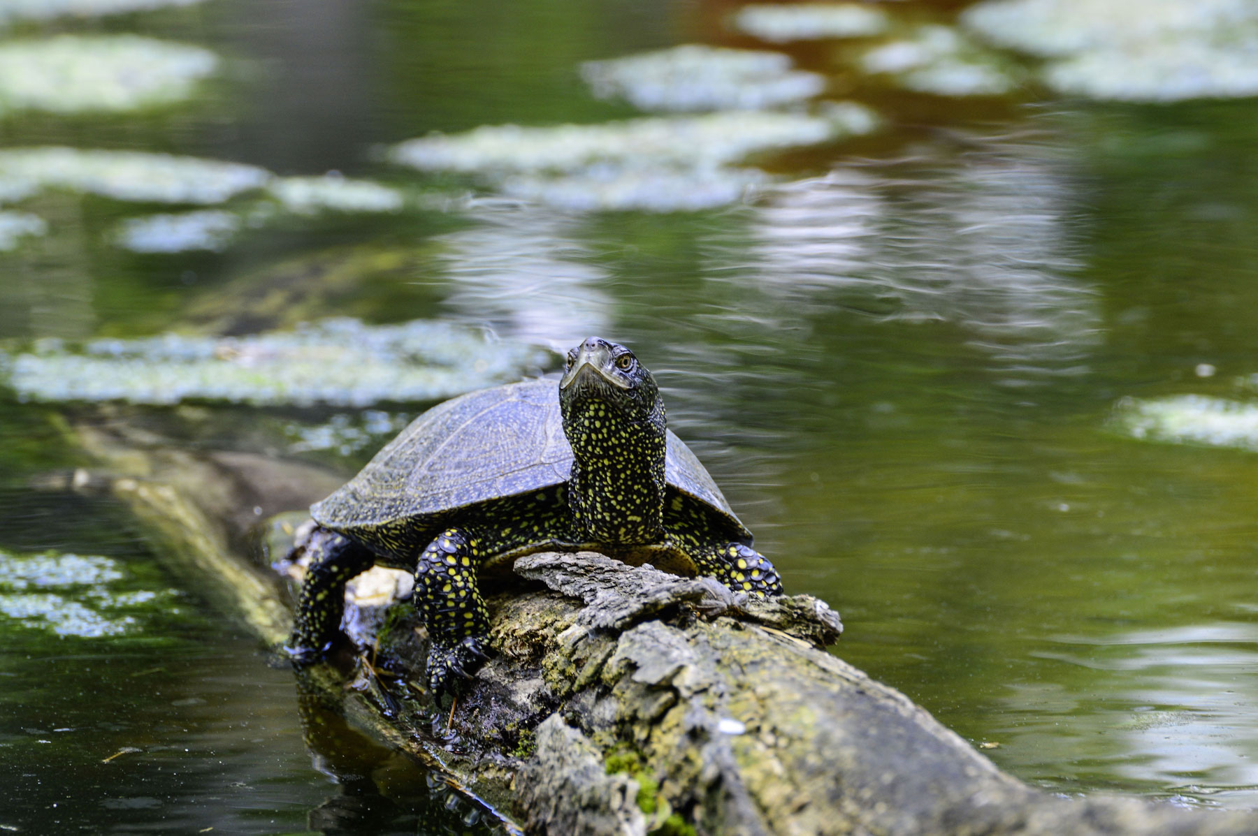 Die Europäische Sumpfschildkröte © pixabay