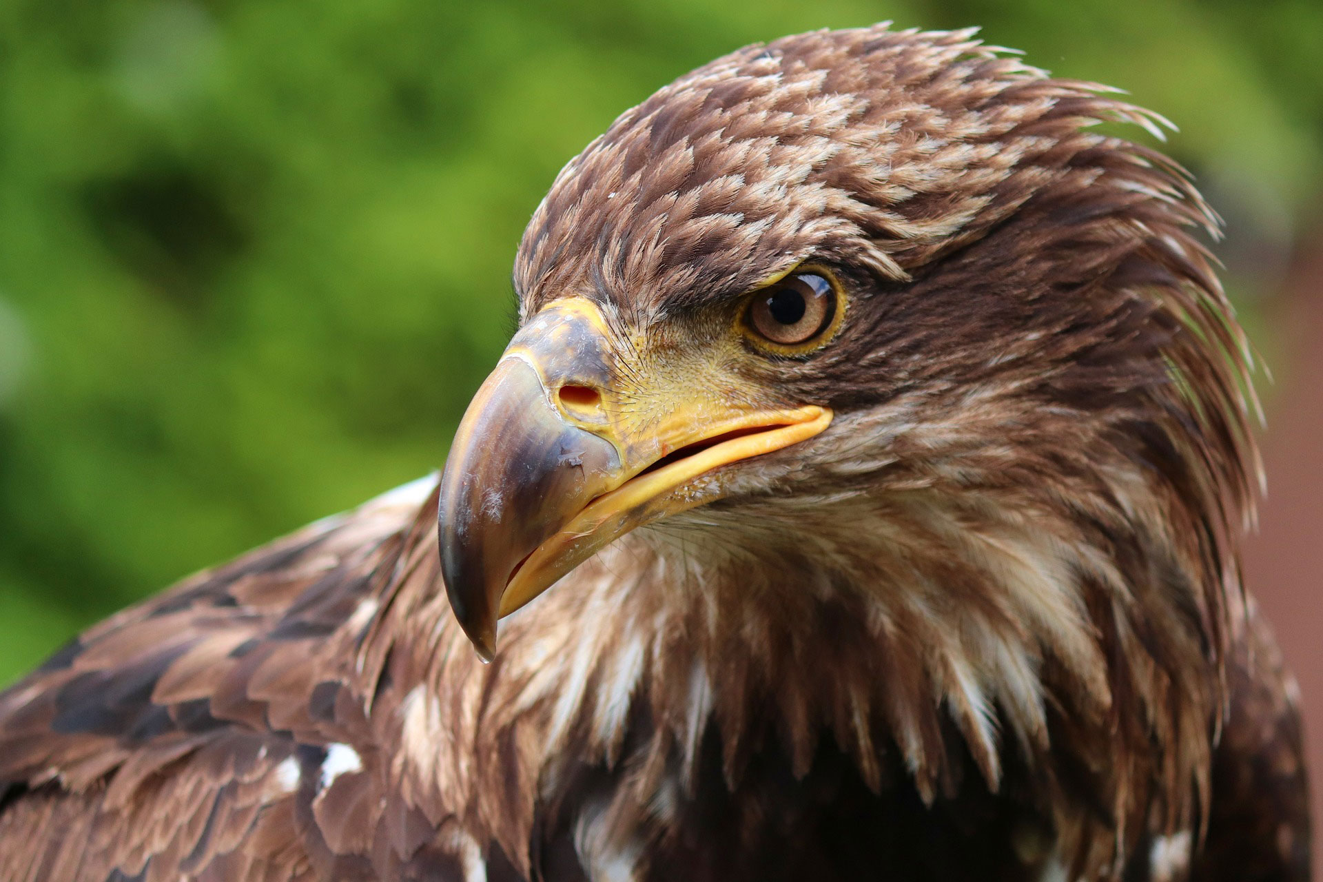 Seine Beute erkennt der Steinadler aus bis zu 1 km
Entfernung – wenn das keine Adleraugen sind © pixabay