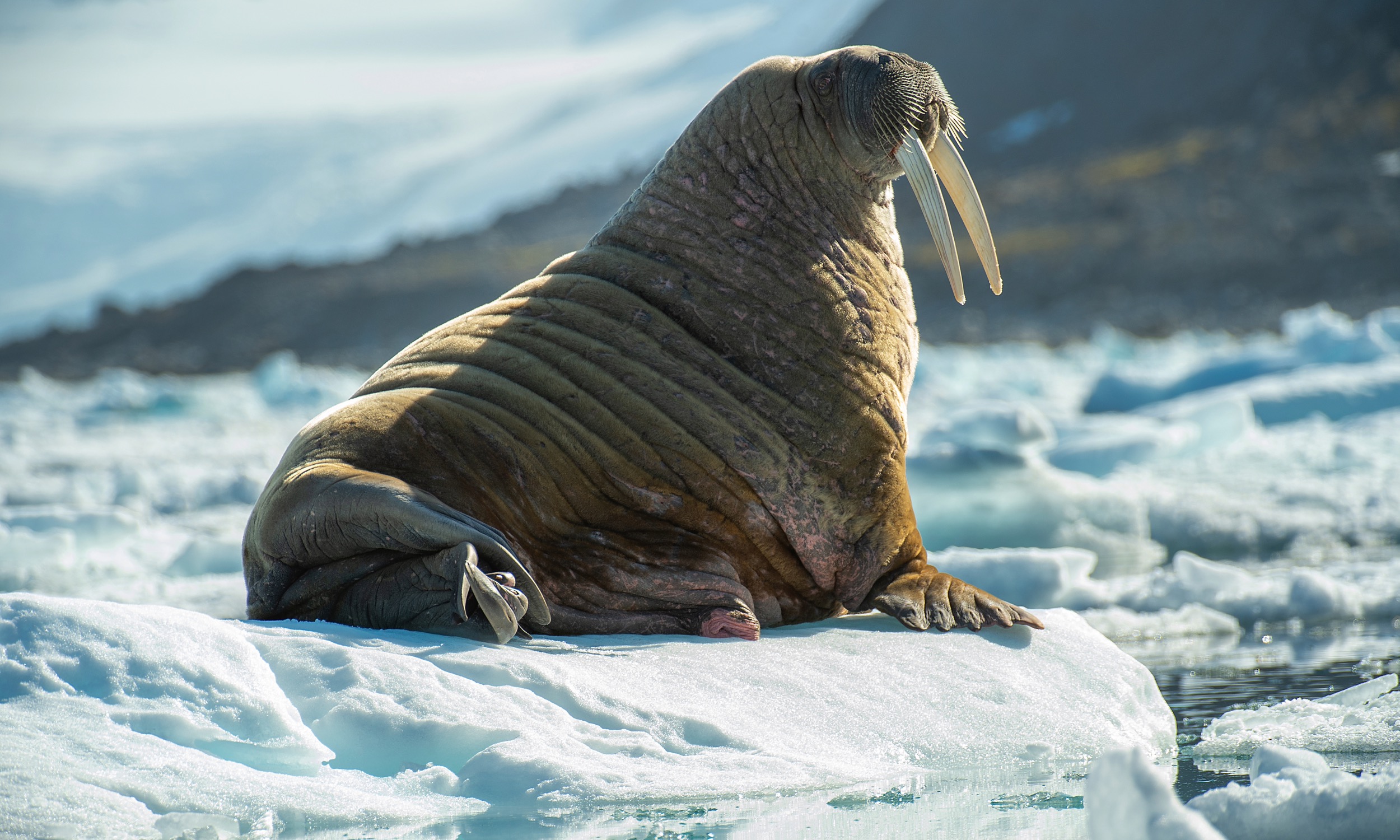 Das Walross ist die größte Robbe der Arktis © AdobeStock, Chris