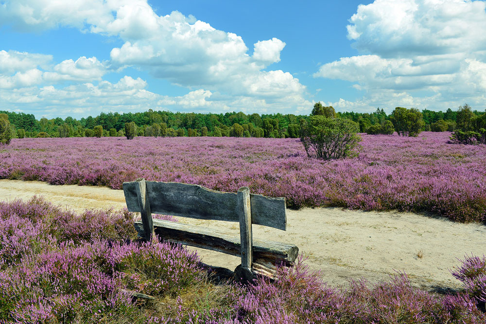 Bank im Heidegebiet Heiliger Hain © Südheide Gifhorn GmbH, Frank Bierstedt
 