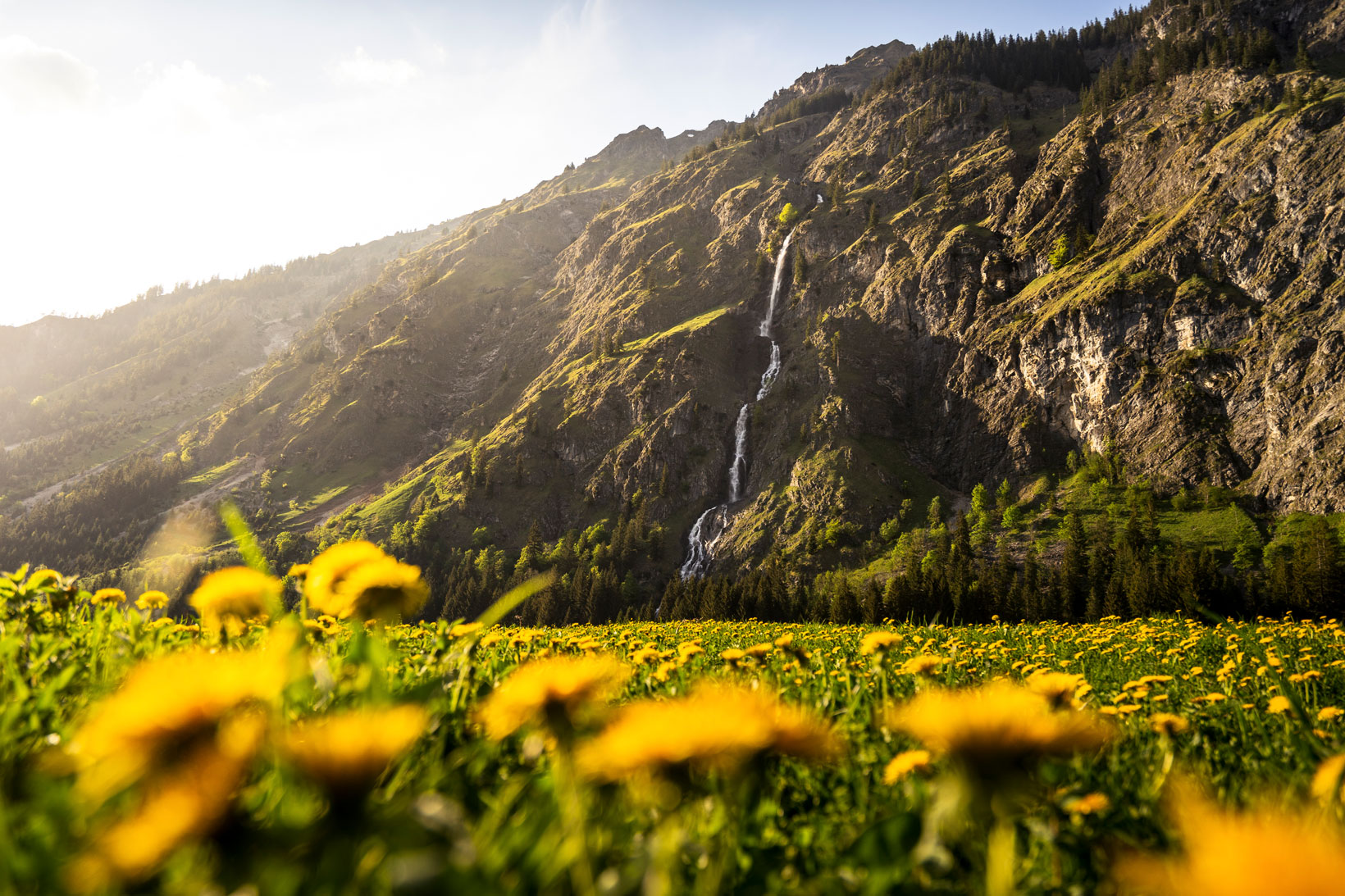 Über Löwenzahnblüten schweift der Blick auf die Seewände.