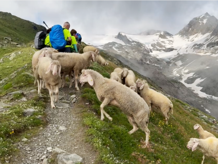 Tierische Begegnung