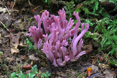 Die Amethystfarbene Wiesenkoralle (Clavaria zollingeri) ist tatsächlich ein Pilz.
© Matthias Theiss