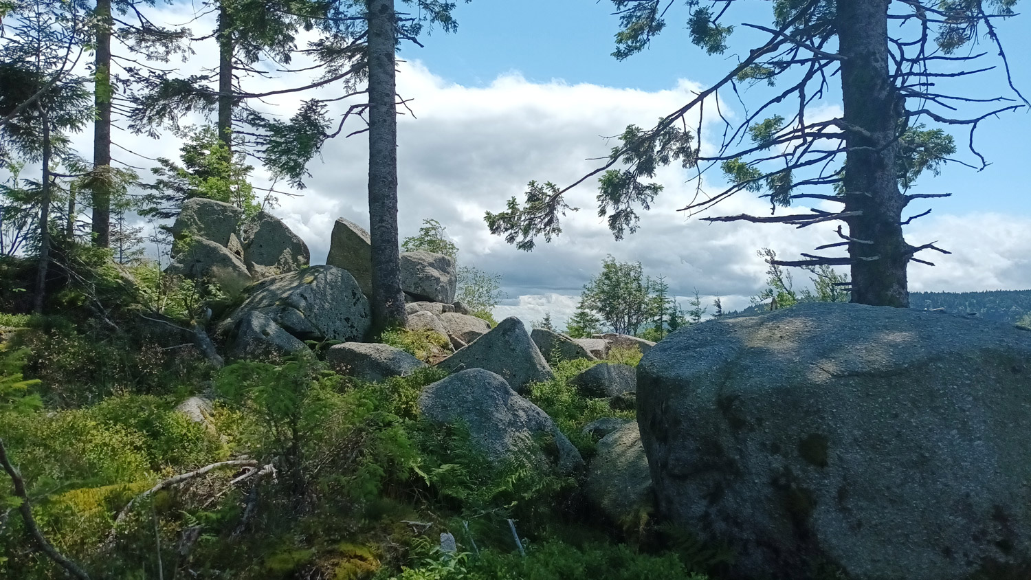 Ein Meer aus Wald und Steinen