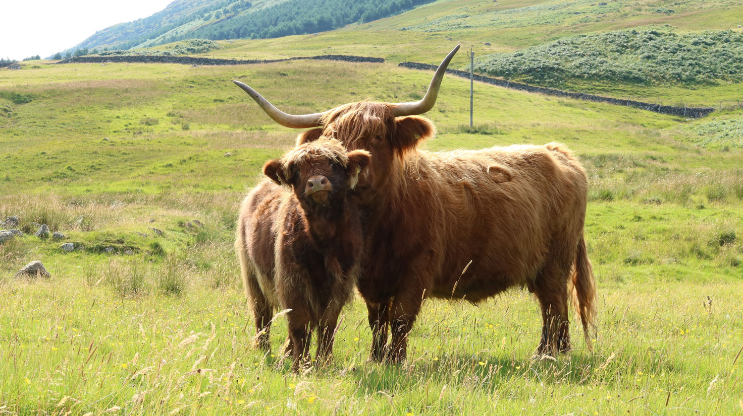 Die zotteligen Hochlandrinder werden auch liebevoll Beasties genannt. Alle Fotos © Markus Stitz
