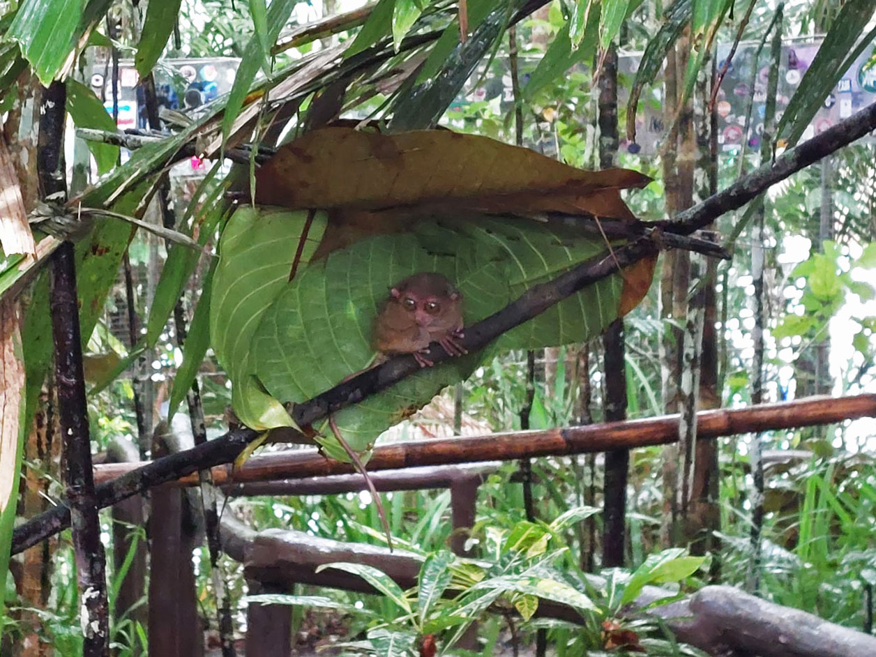 Ein Koboldmaki versteckt unter einem Blatt