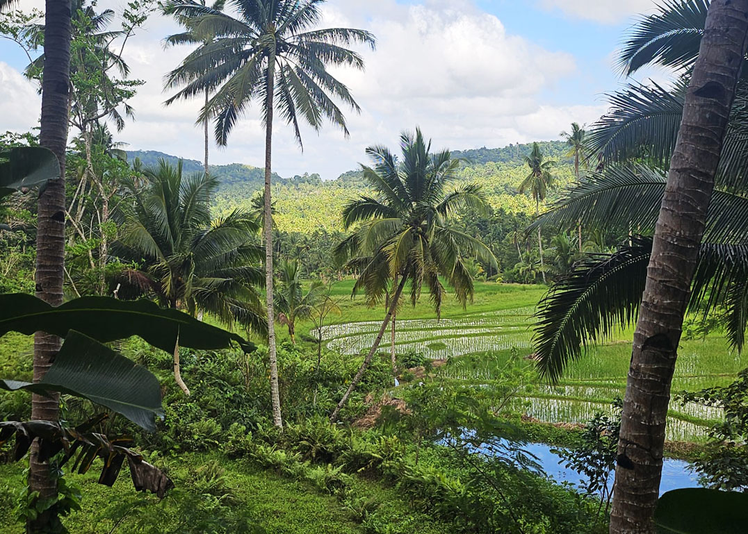 Grün satt auf Bohol!