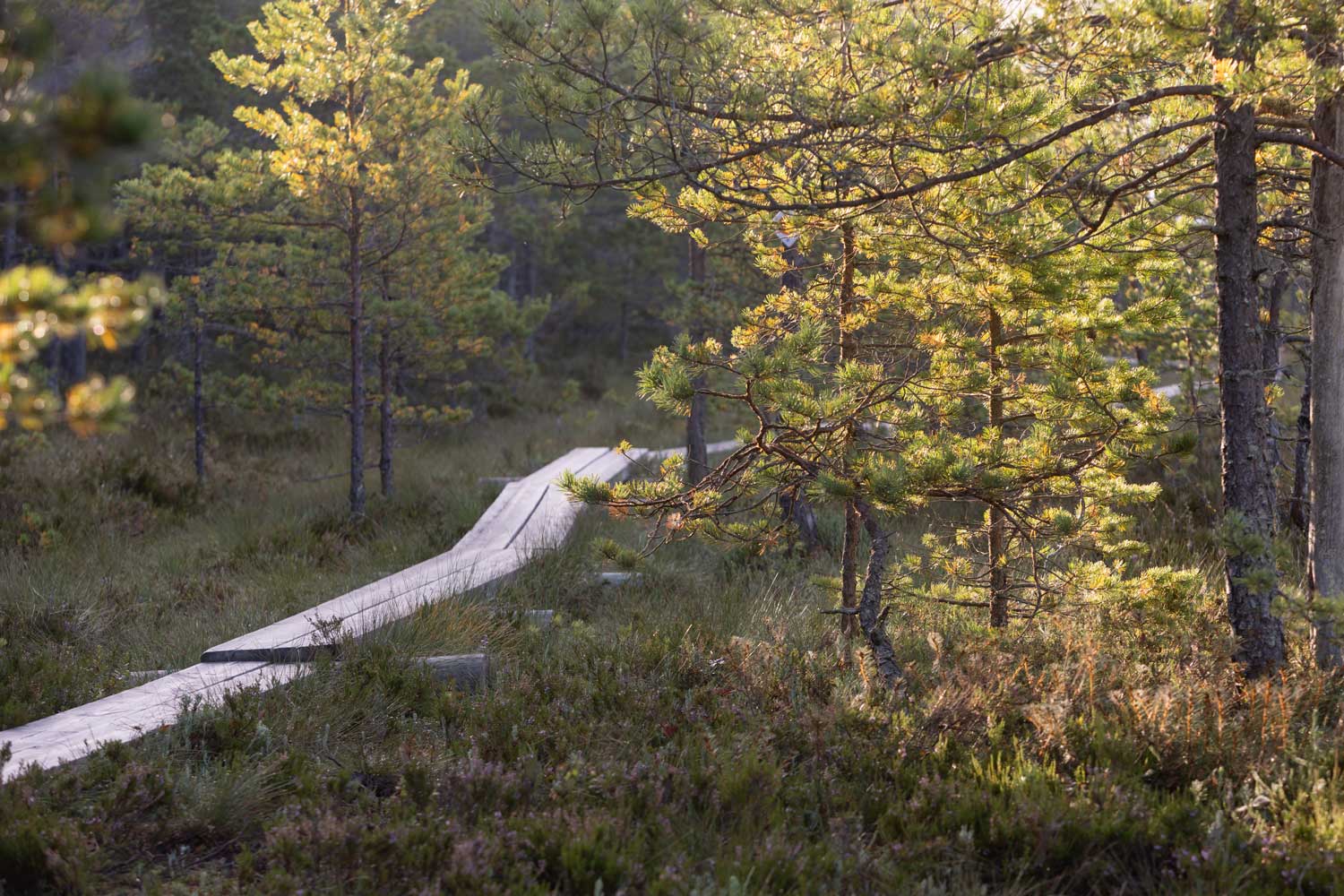 Oft führen die Wege über Holzstege durch die Moore und Sumpfareale © Visit Häme
