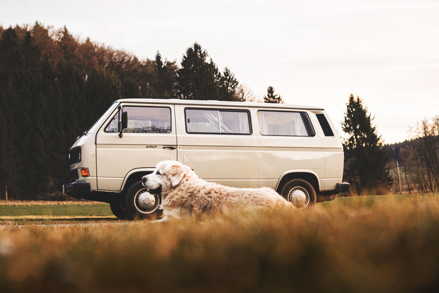 Damit der Urlaub mit Hund entspannt abläuft, lohnt es sich im Vorfeld einige Vorbereitungen zu treffen. © timmyspics, pixabay