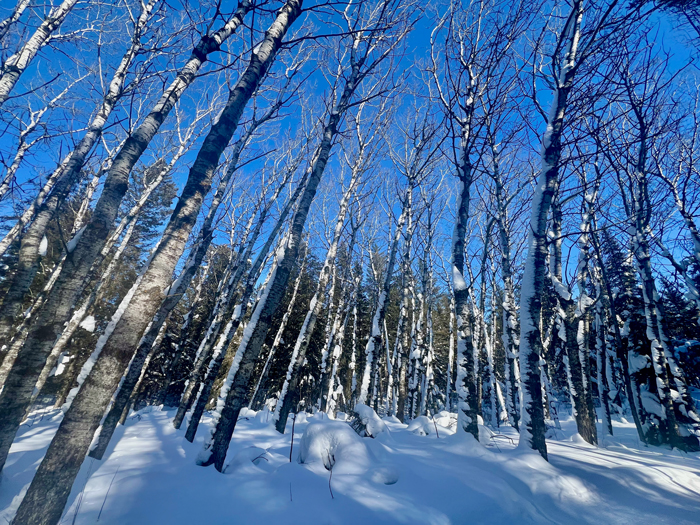 Birkenwäldchen im Schnee 