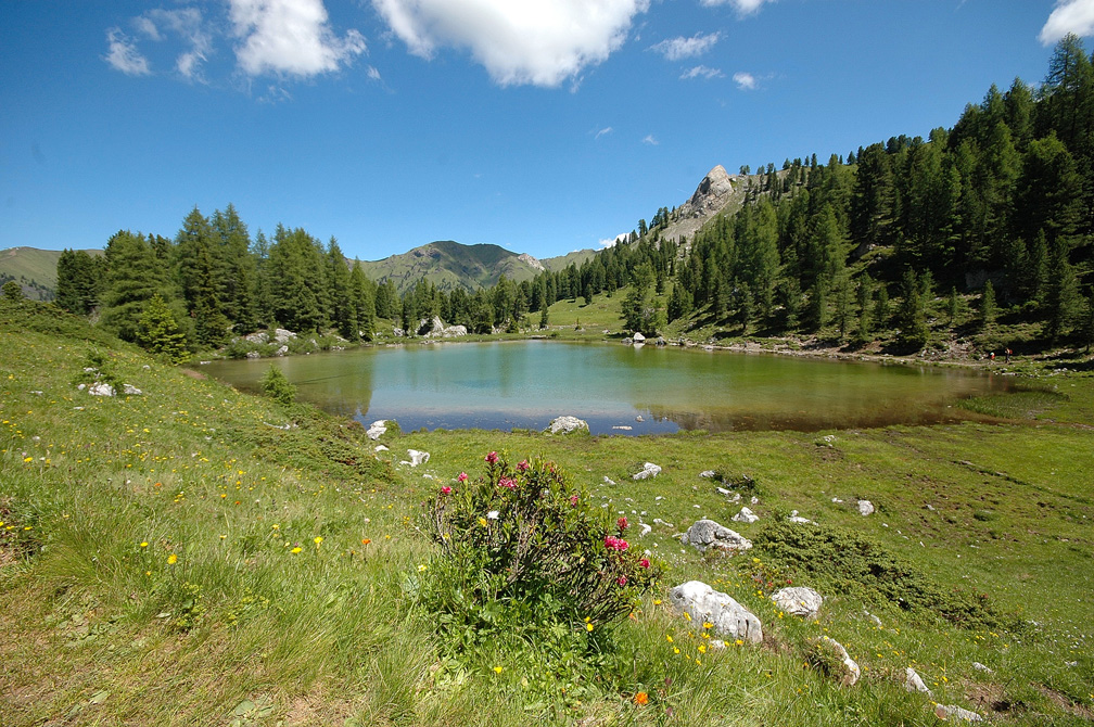 Bergsee umgeben von Tannen und grünen Wiesen