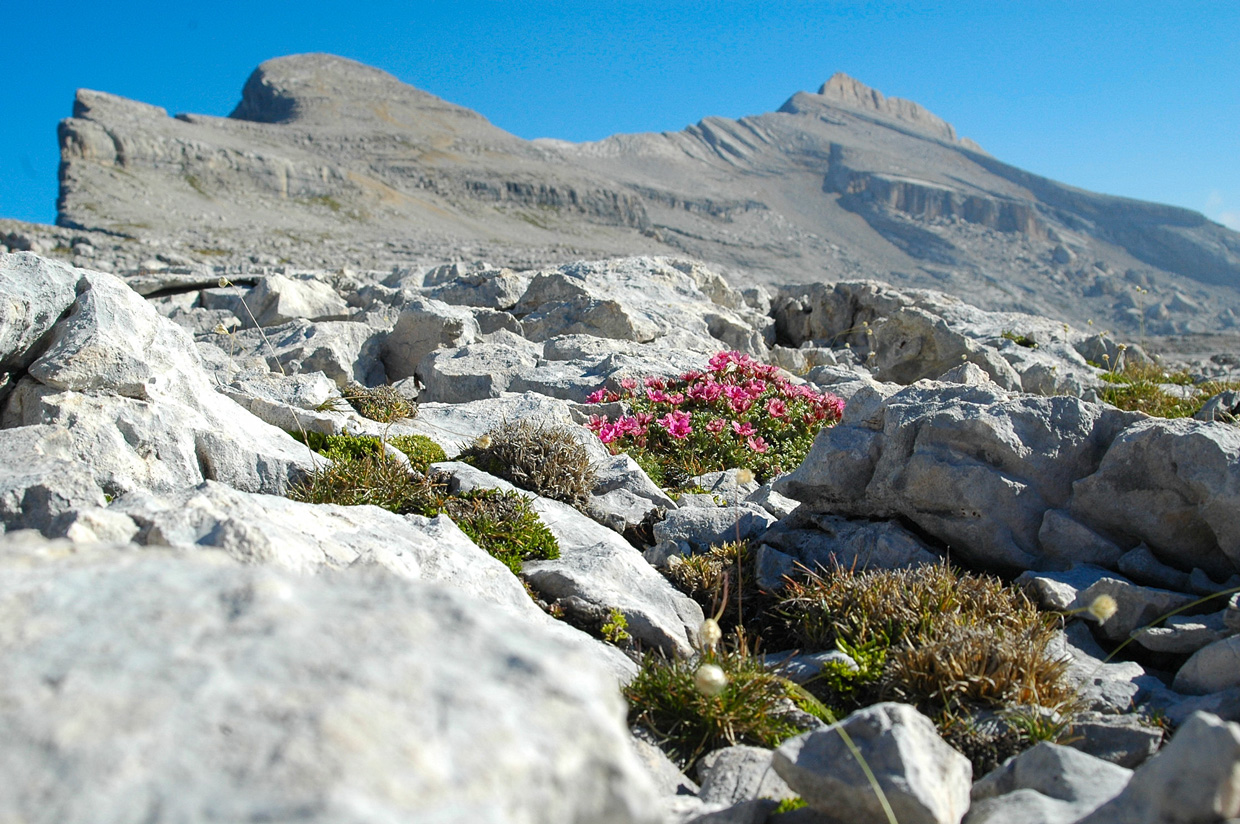 Kräftig leuchtende rote Blüten umgeben von Geröll, im Hintergrund eine Gipfelkante 