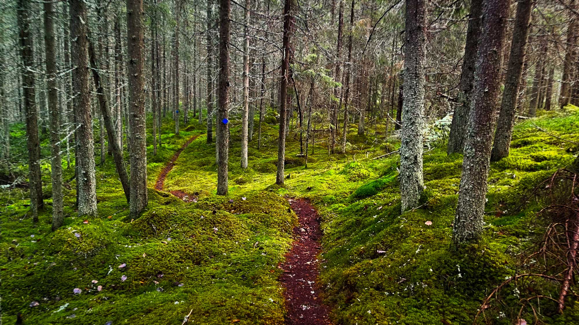 Schmaler Pfad bahnt sich durch einen Fichtenwald
