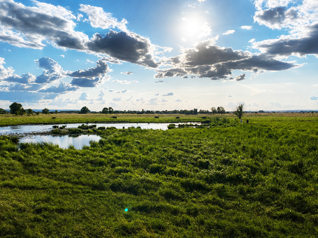 Eine Wiese erstreckt sich bis zum Horizont, durchzogen mit Wasser