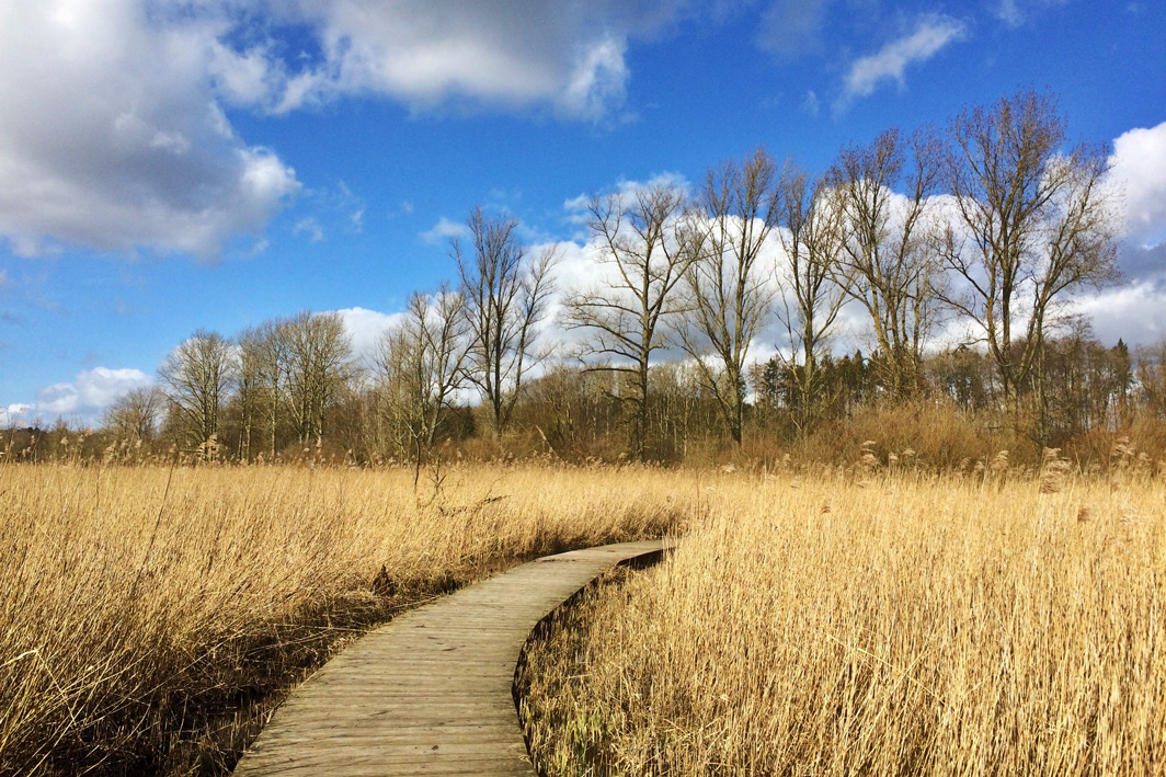 Ein Holzbohlenweg führt durch eine ockerfarbene Graslandschaft