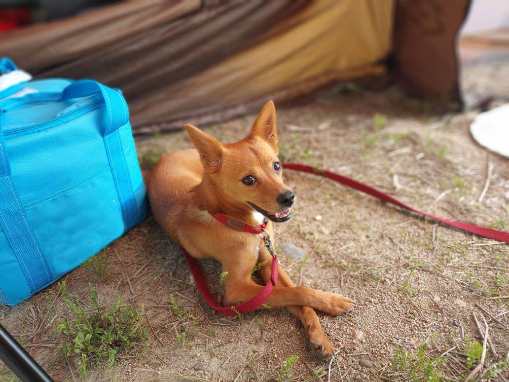 Hund liegt an einer langen Leine vor einem Zelt